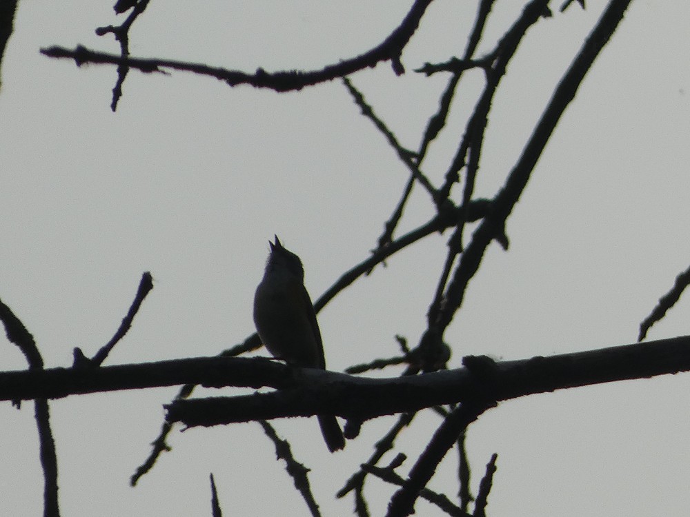 American Redstart