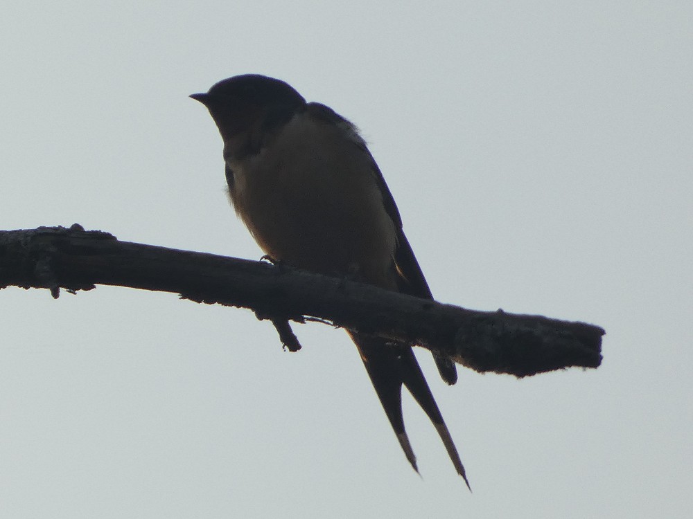 Barn Swallow