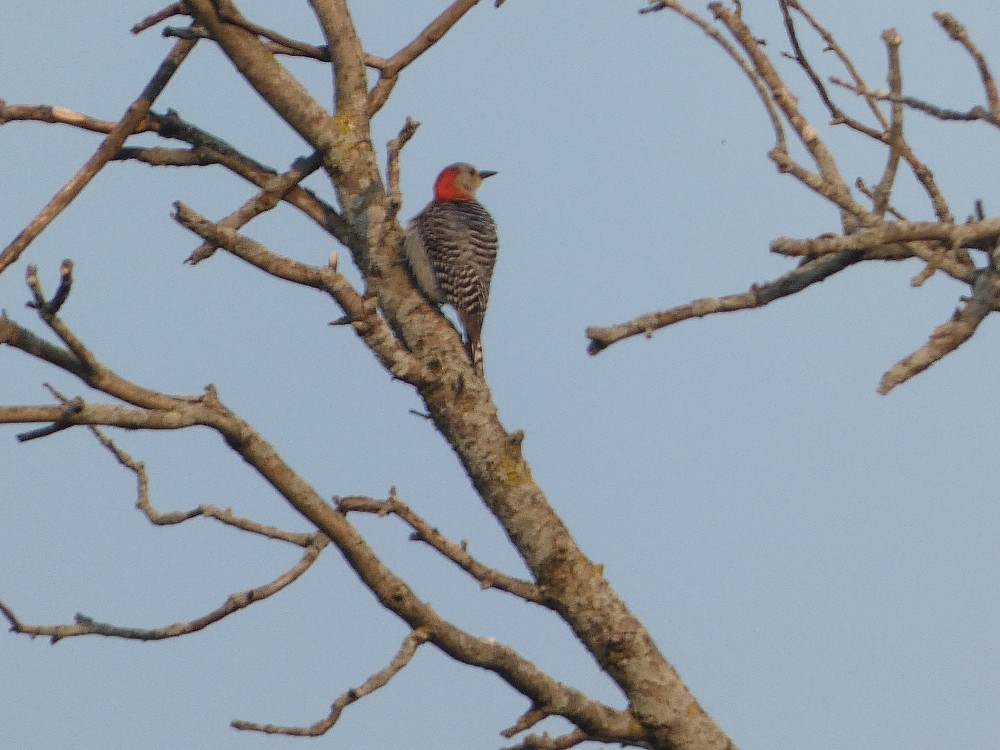 Red-bellied Woodpecker