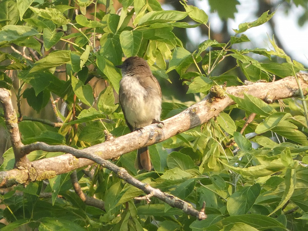 Eastern Wood-Pewee