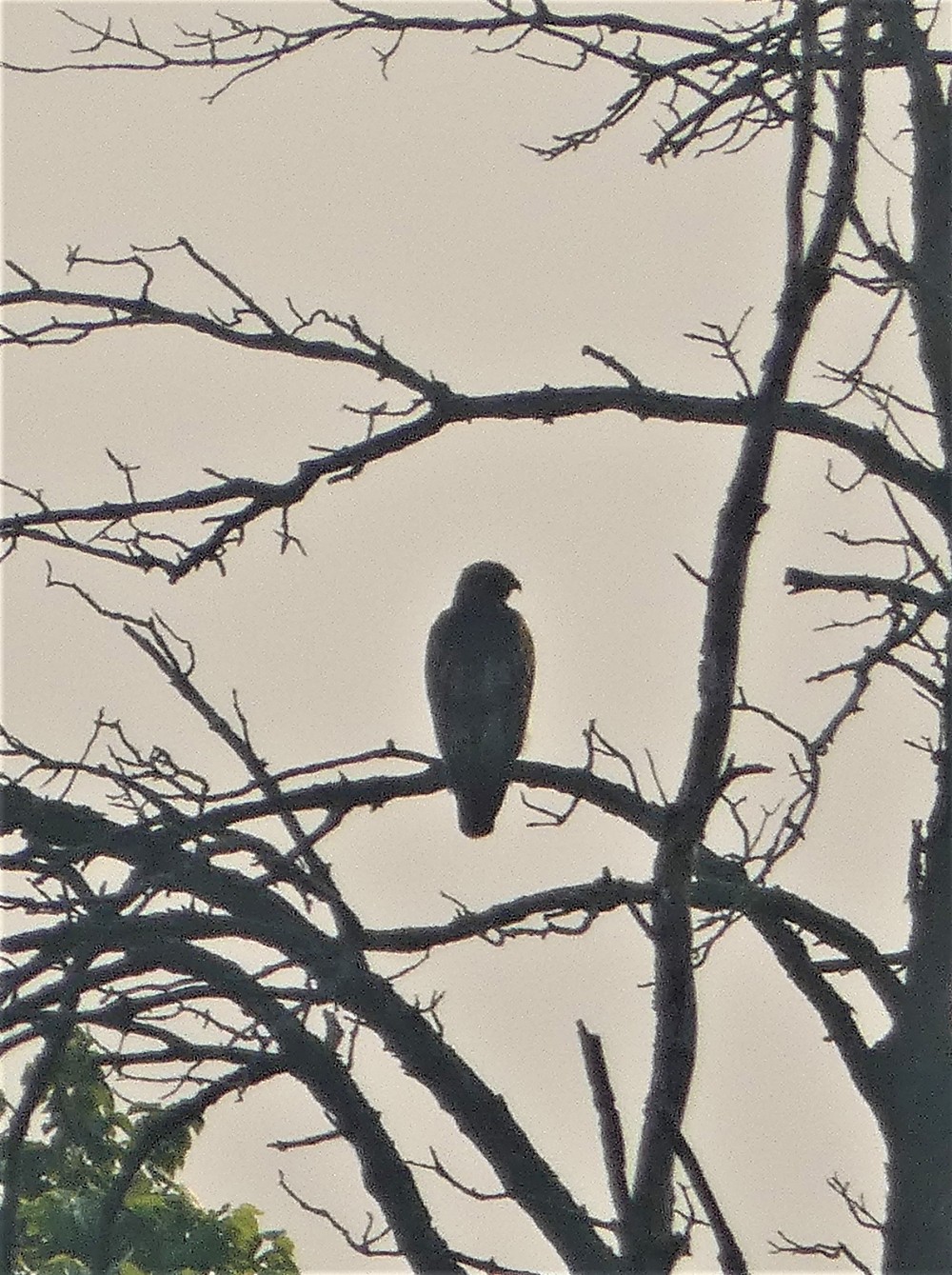 Red-tailed Hawk