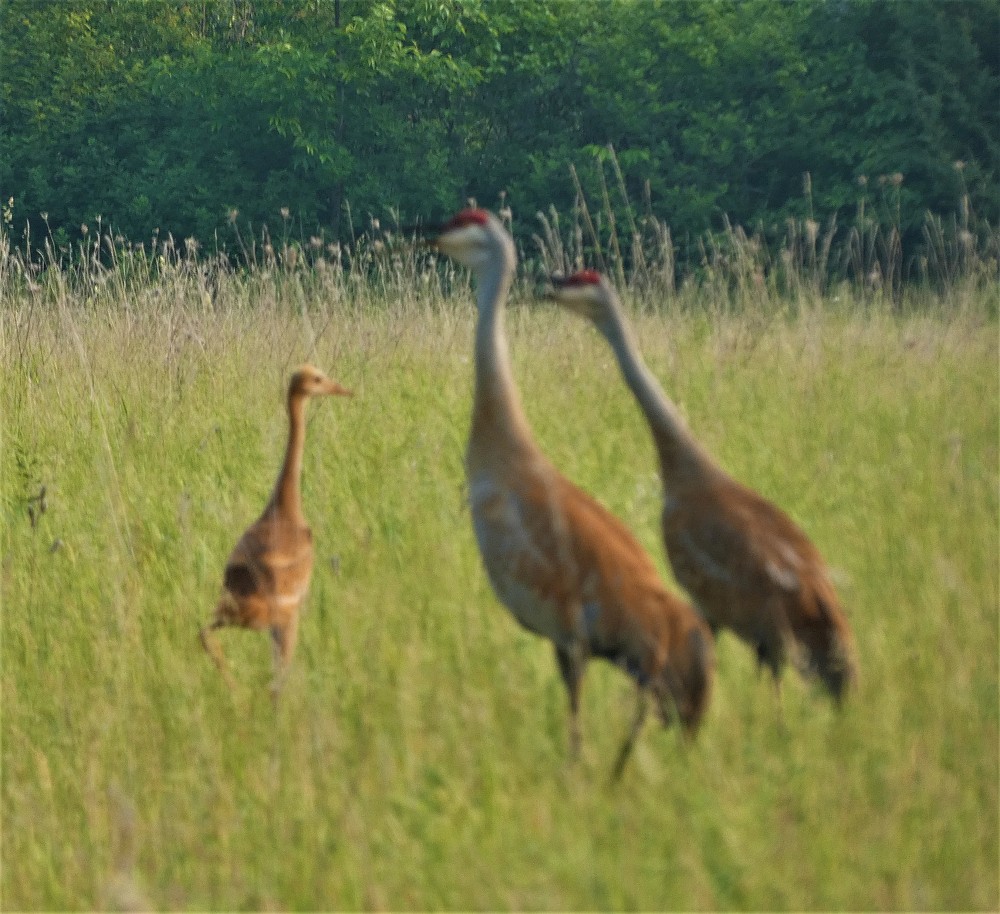 Sandhill Crane