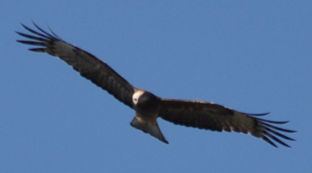 Square-tailed Kite