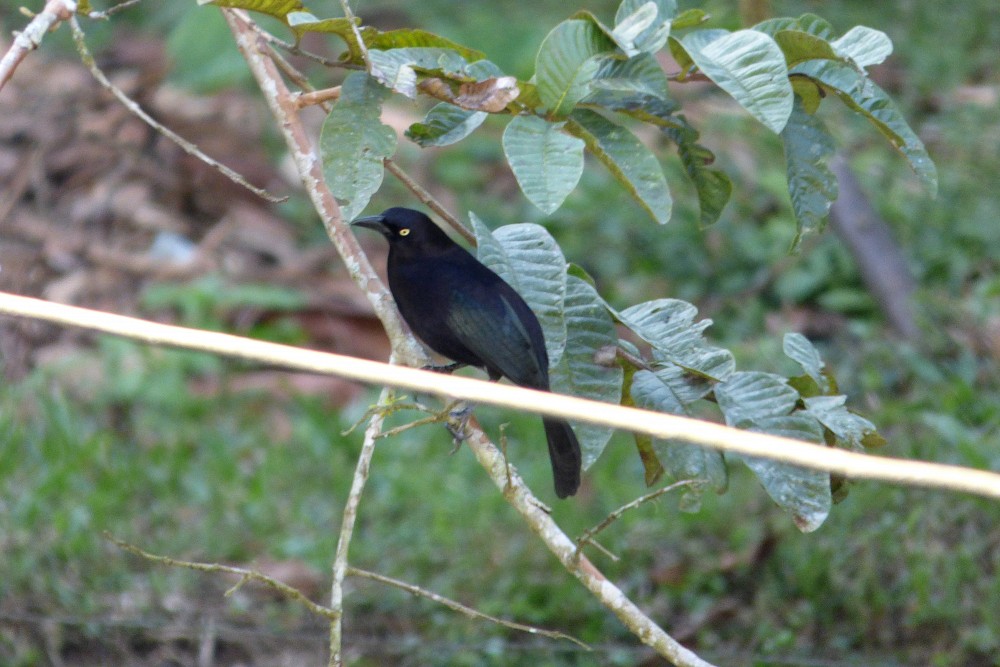 Minca (Pozo Azul) (Colombie)