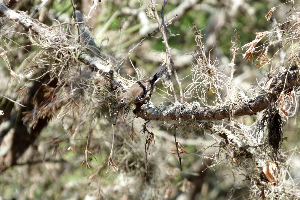 Braunrücken-Ameisenfänger