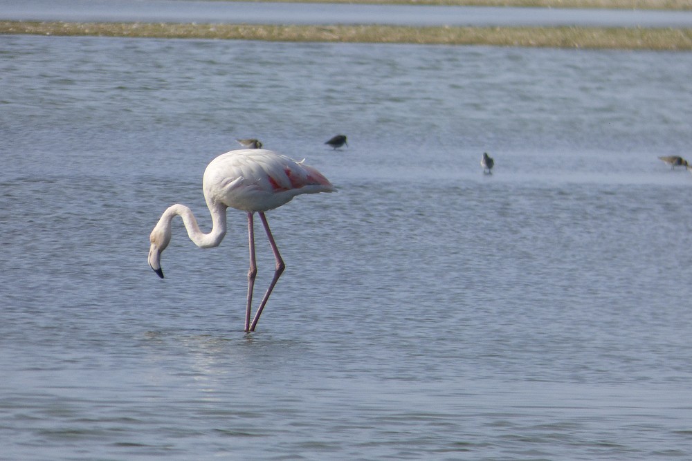 Flamingo-comum