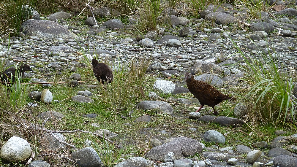 新西兰秧鸡