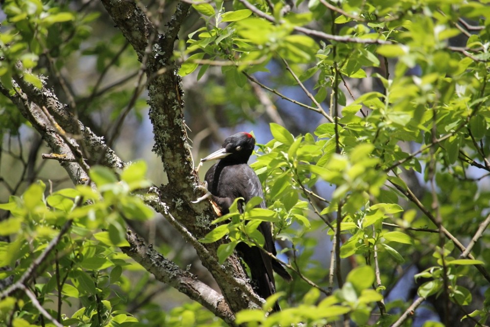 黑啄木鸟