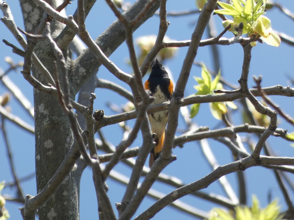 Mariquita-de-rabo-vermelho