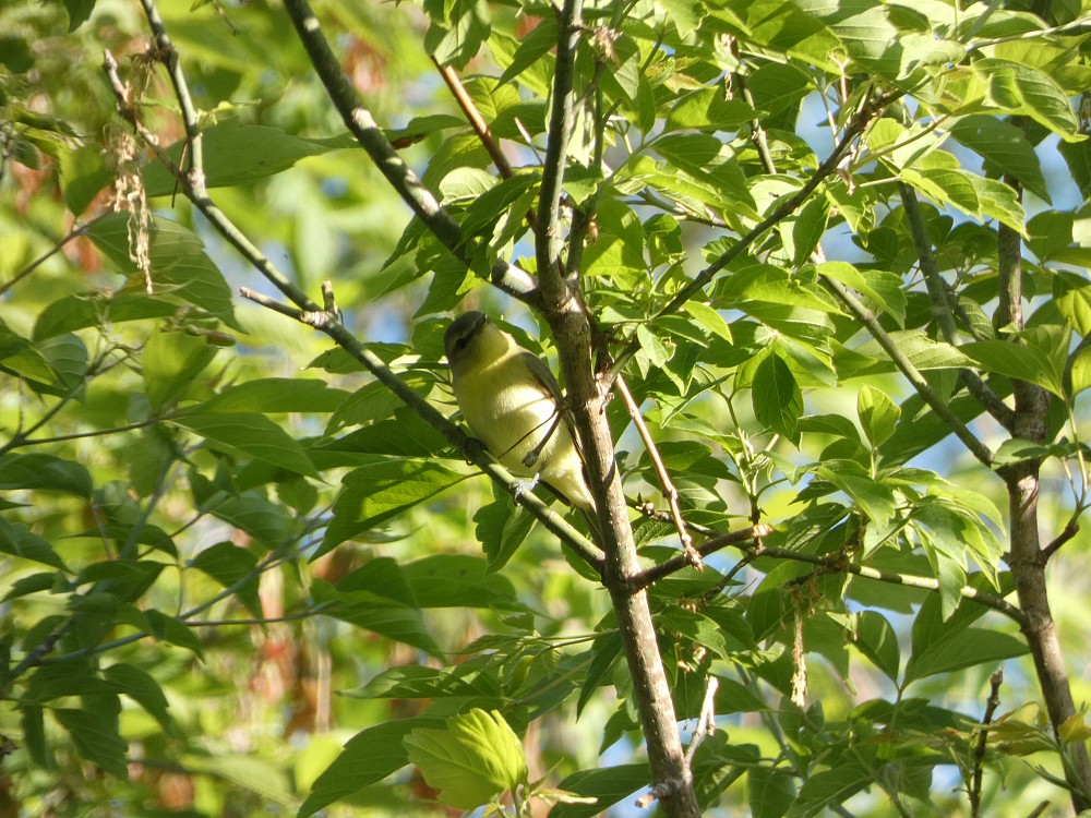 Mariquita-de-rabo-vermelho