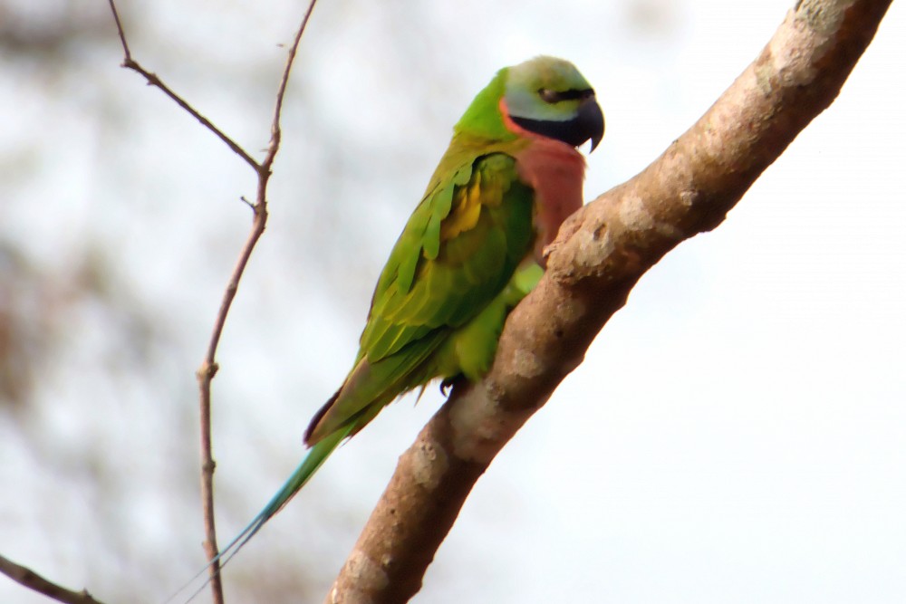 绯胸鹦鹉